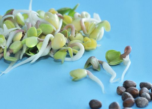 蘿卜芽（紅、綠）